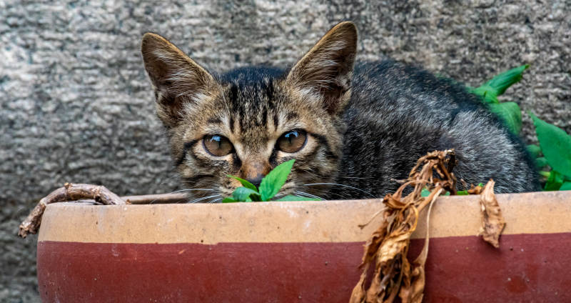 花盆里的小猫图片