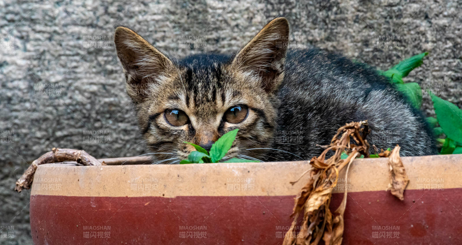 花盆里的小猫图片