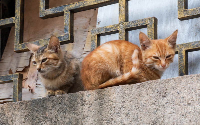 两只猫咪悠闲地坐在窗台上图片