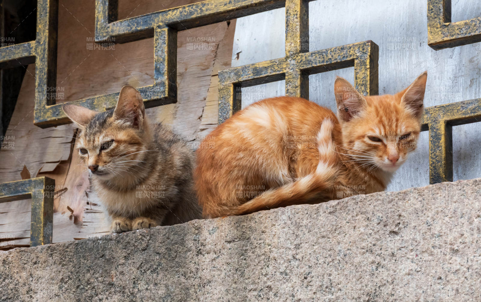 两只猫咪悠闲地坐在窗台上图片