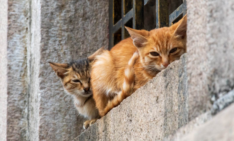 两只小猫在墙缝中探头图片