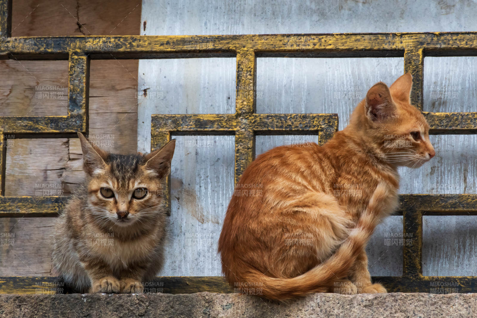 两只猫咪的温馨时光图片