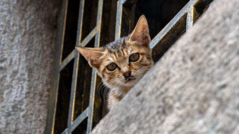 小猫探头好奇望图片