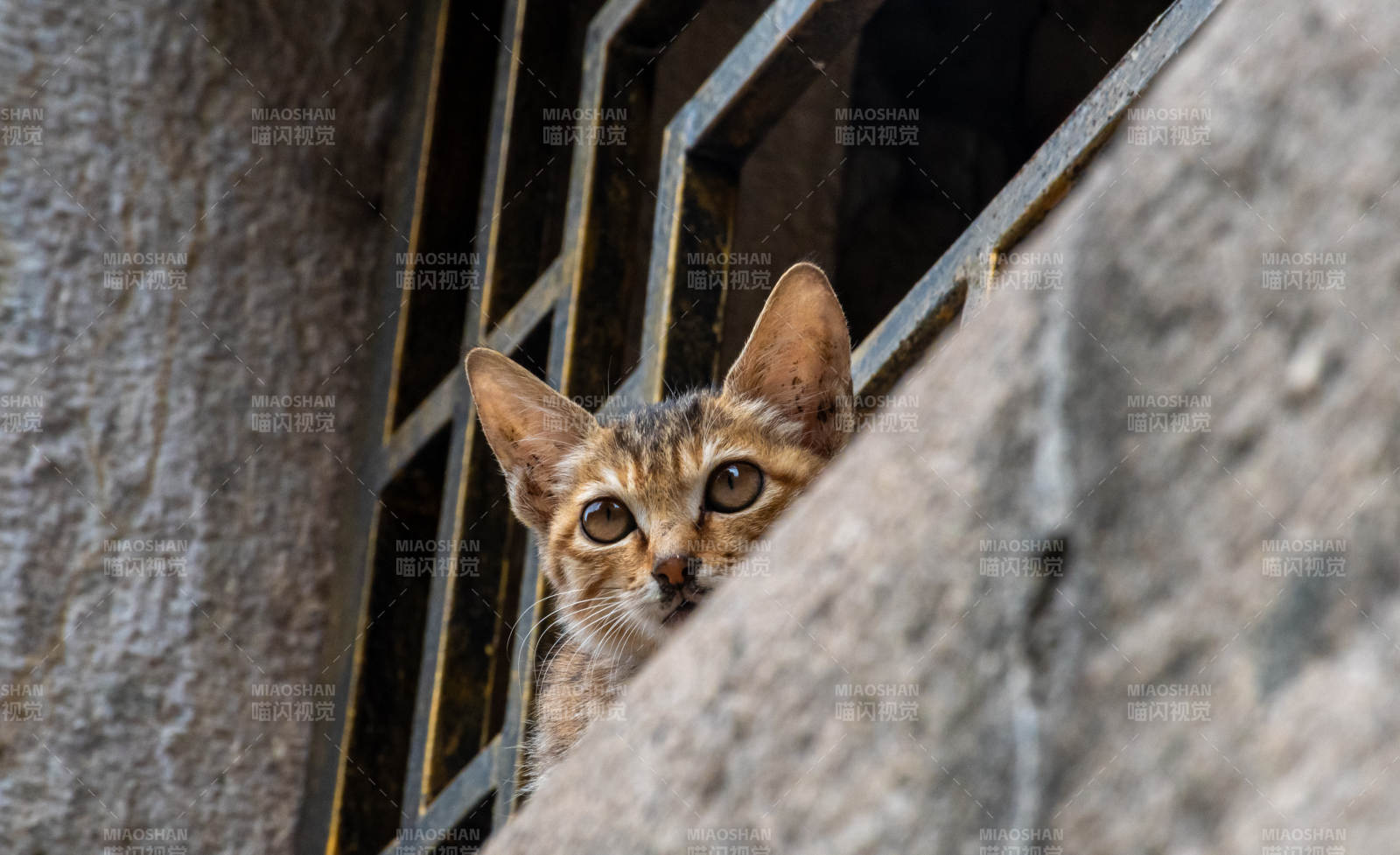 窗缝中的小猫图片