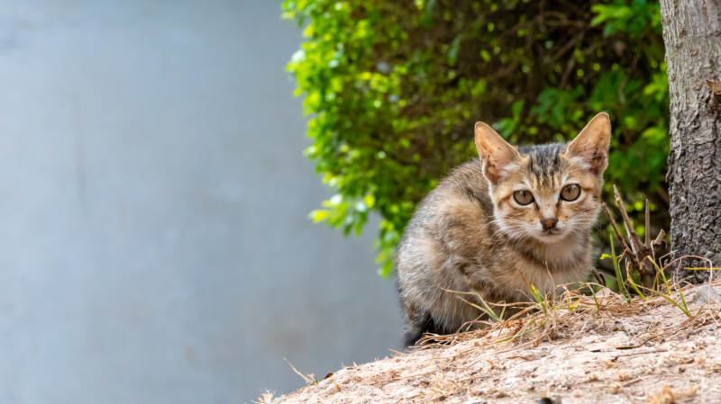 小猫在树下休息图片