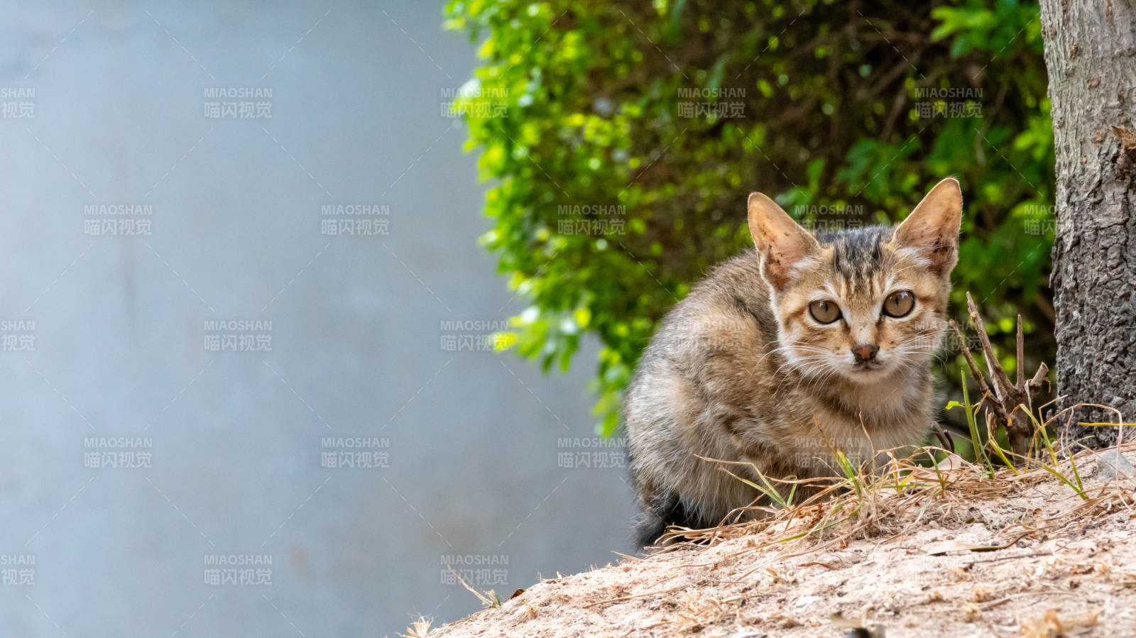 小猫在树下休息图片
