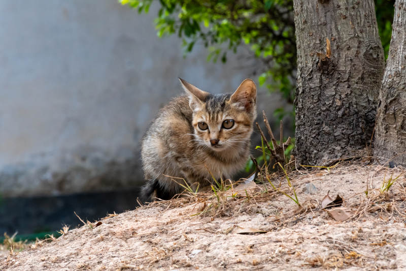 树下的小猫图片