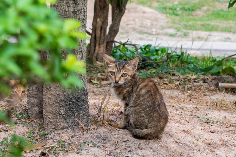 树下的小猫图片
