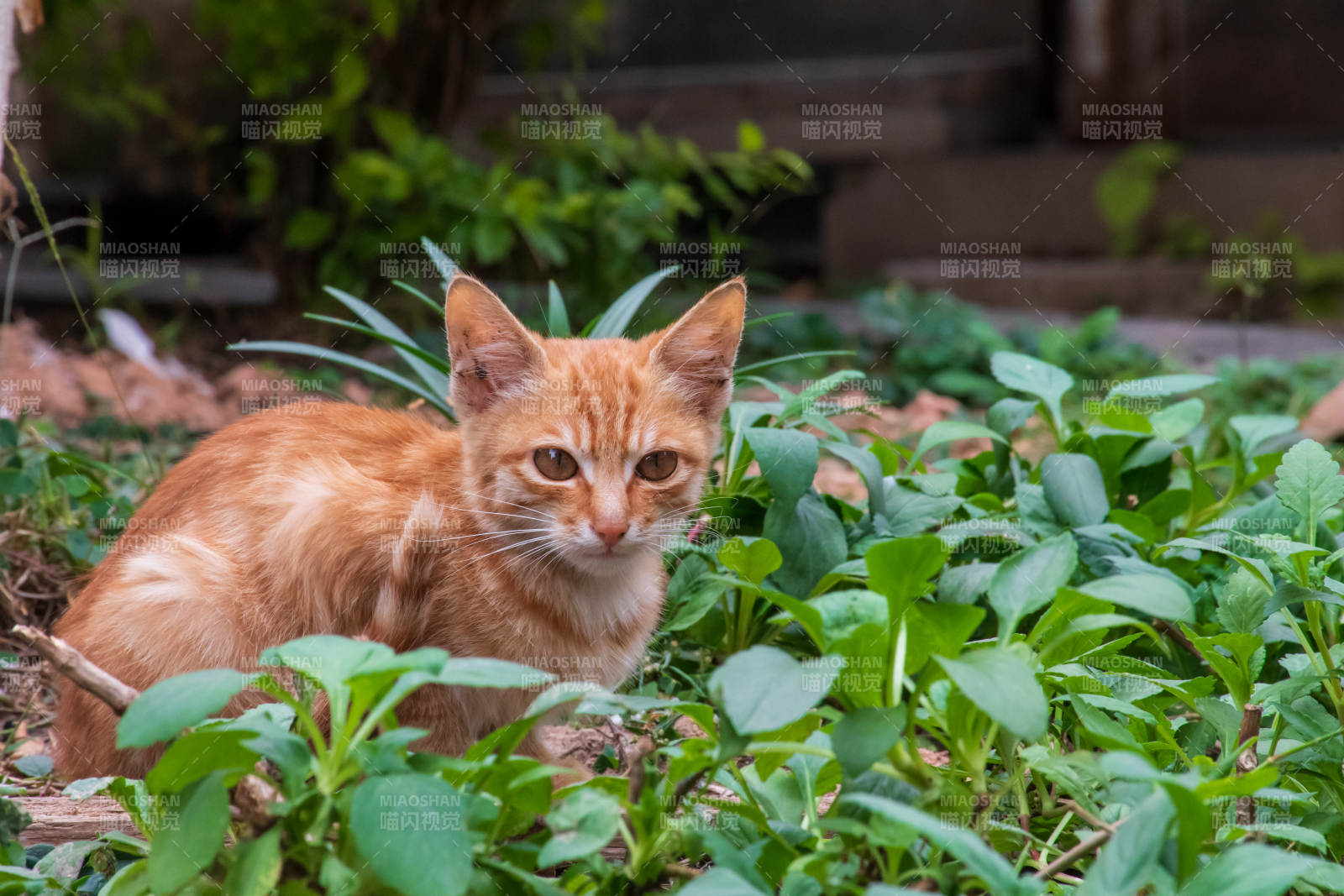 小橘猫在绿叶中探头图片