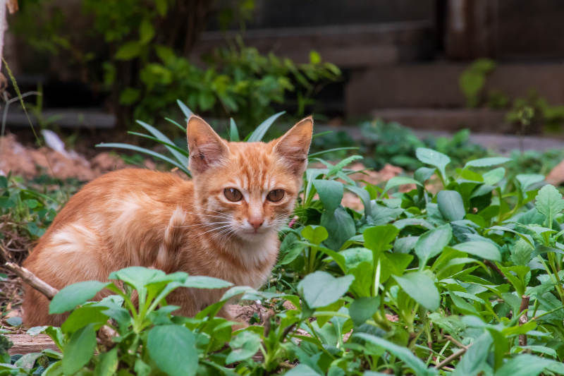 小橘猫在绿叶中探头图片