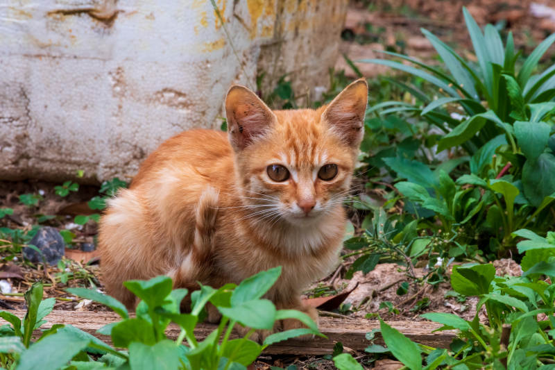 小橘猫在绿植中探头图片