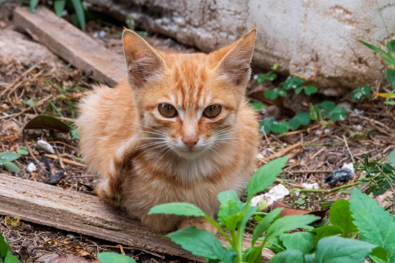 小橘猫在绿叶旁休息图片