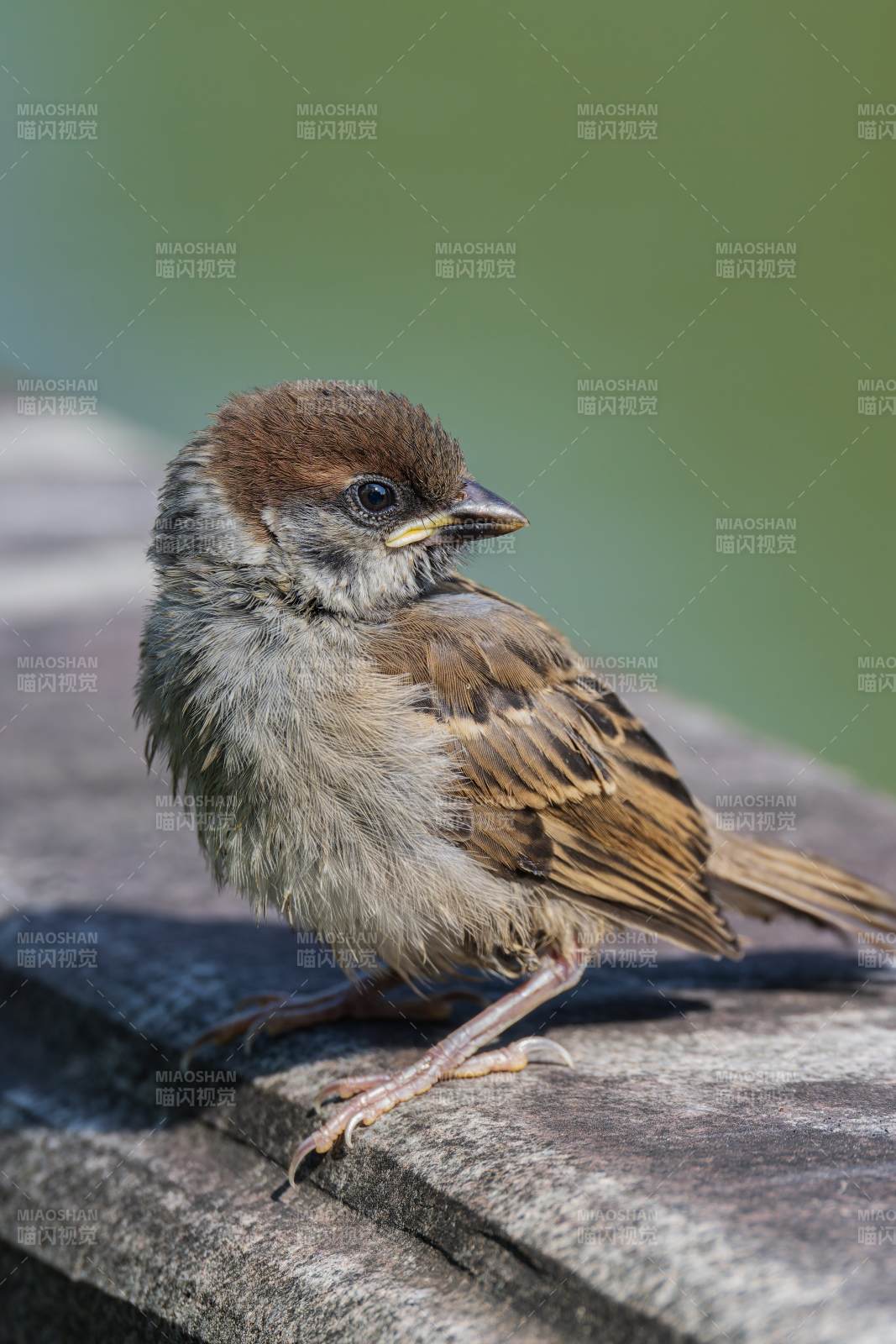 小麻雀的可爱瞬间图片