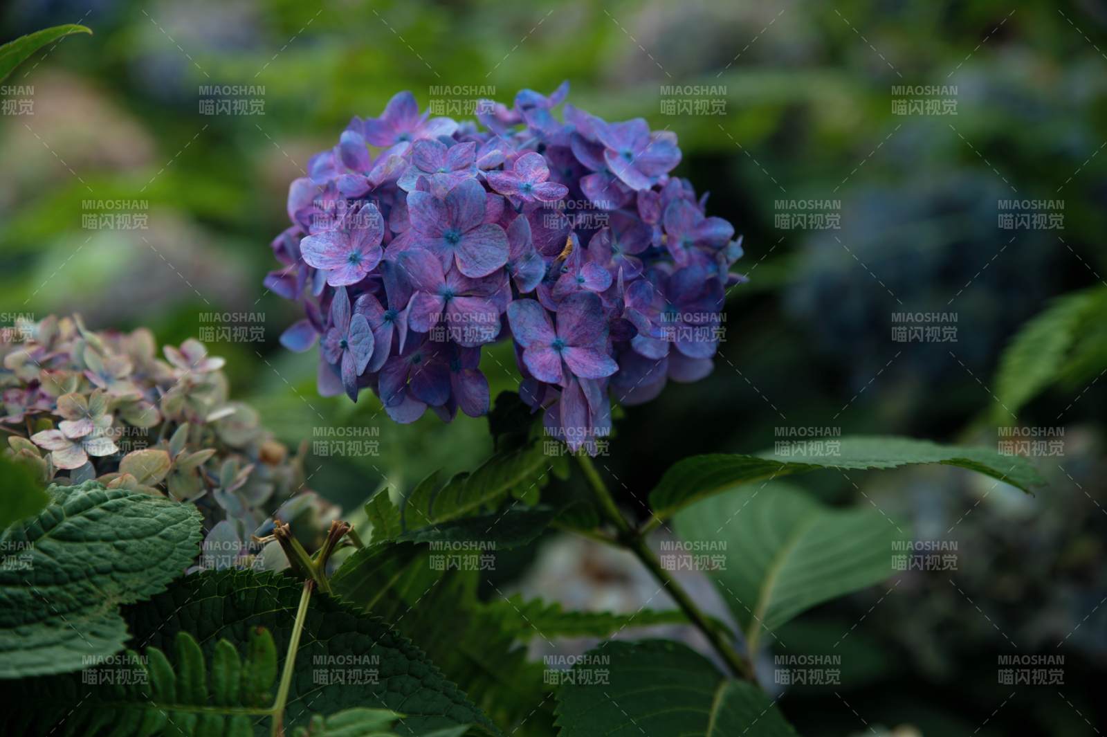 紫色绣球花的美丽瞬间图片