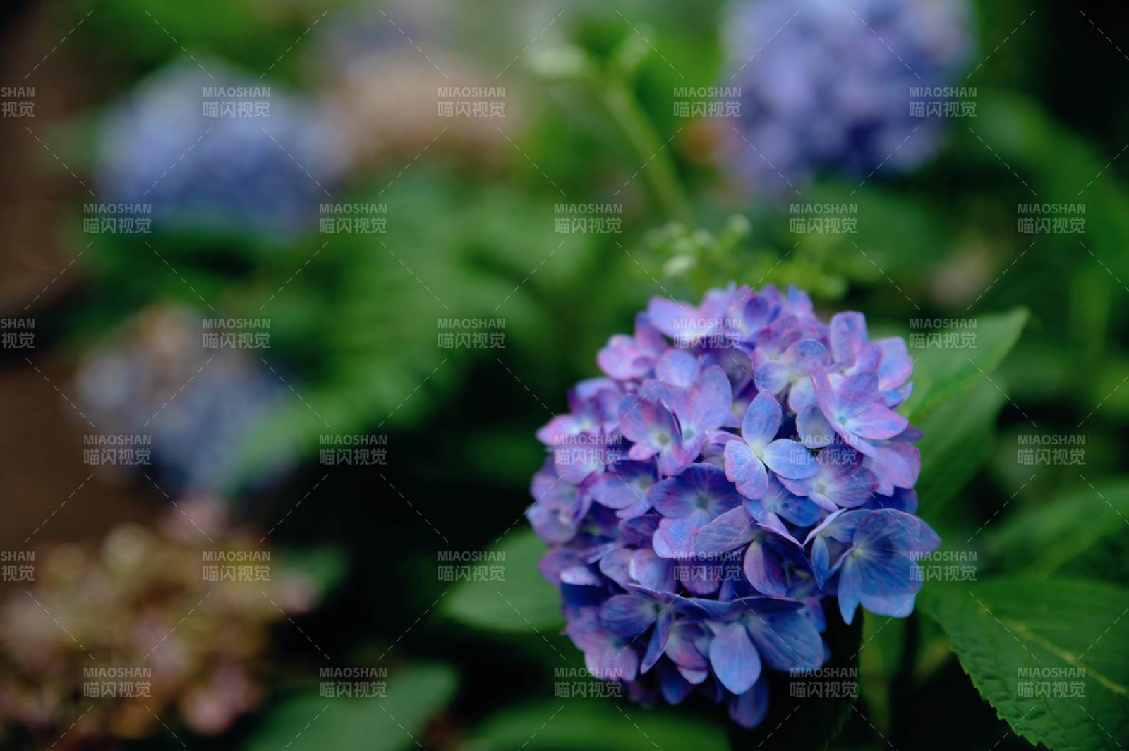 紫色绣球花的美丽瞬间图片