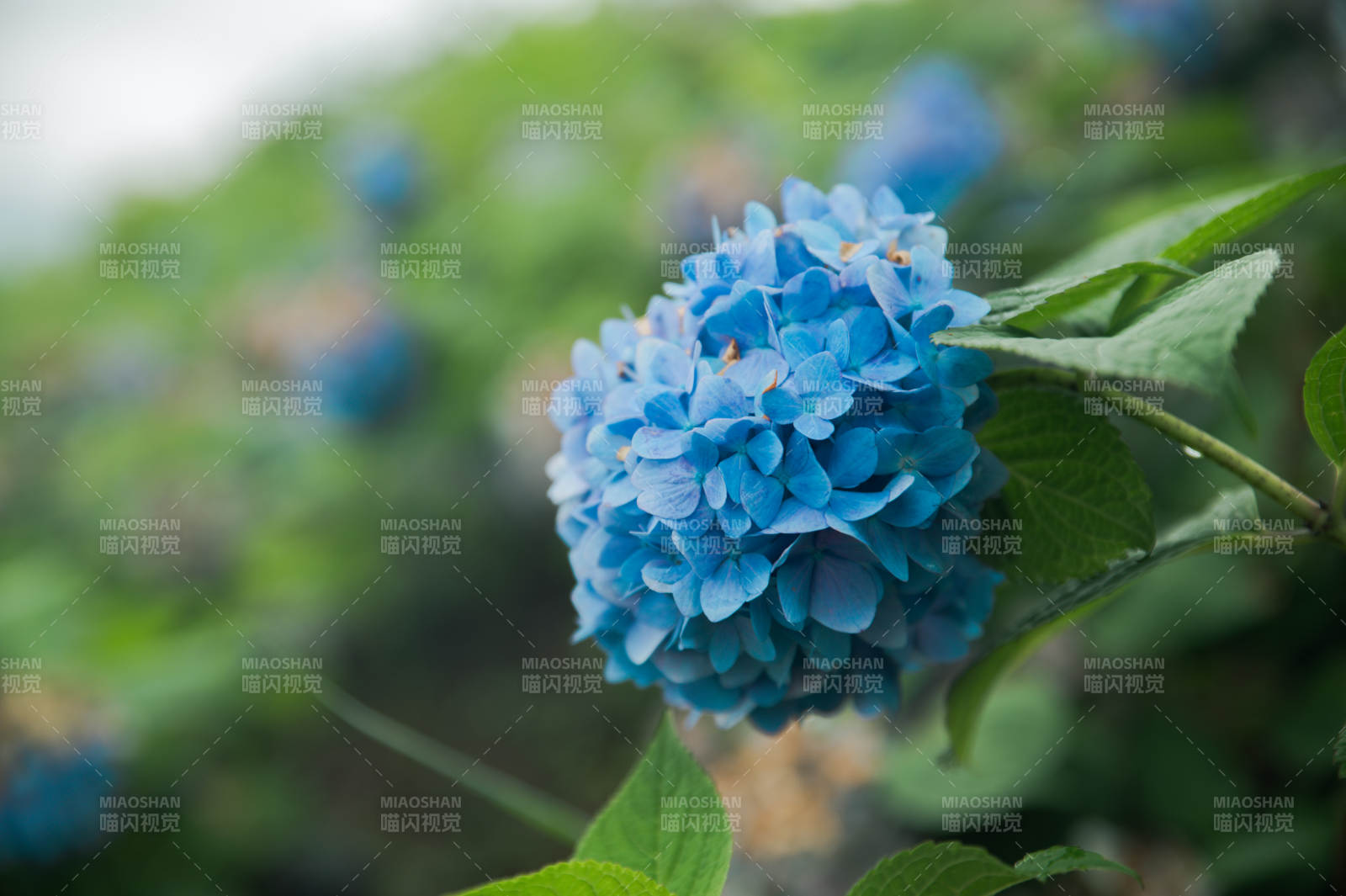 蓝色绣球花的美丽瞬间图片