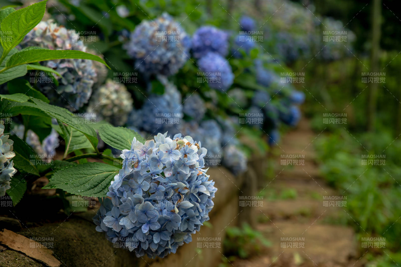 蓝紫色绣球花小径图片