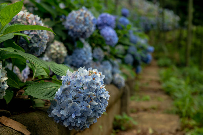 蓝紫色绣球花小径图片