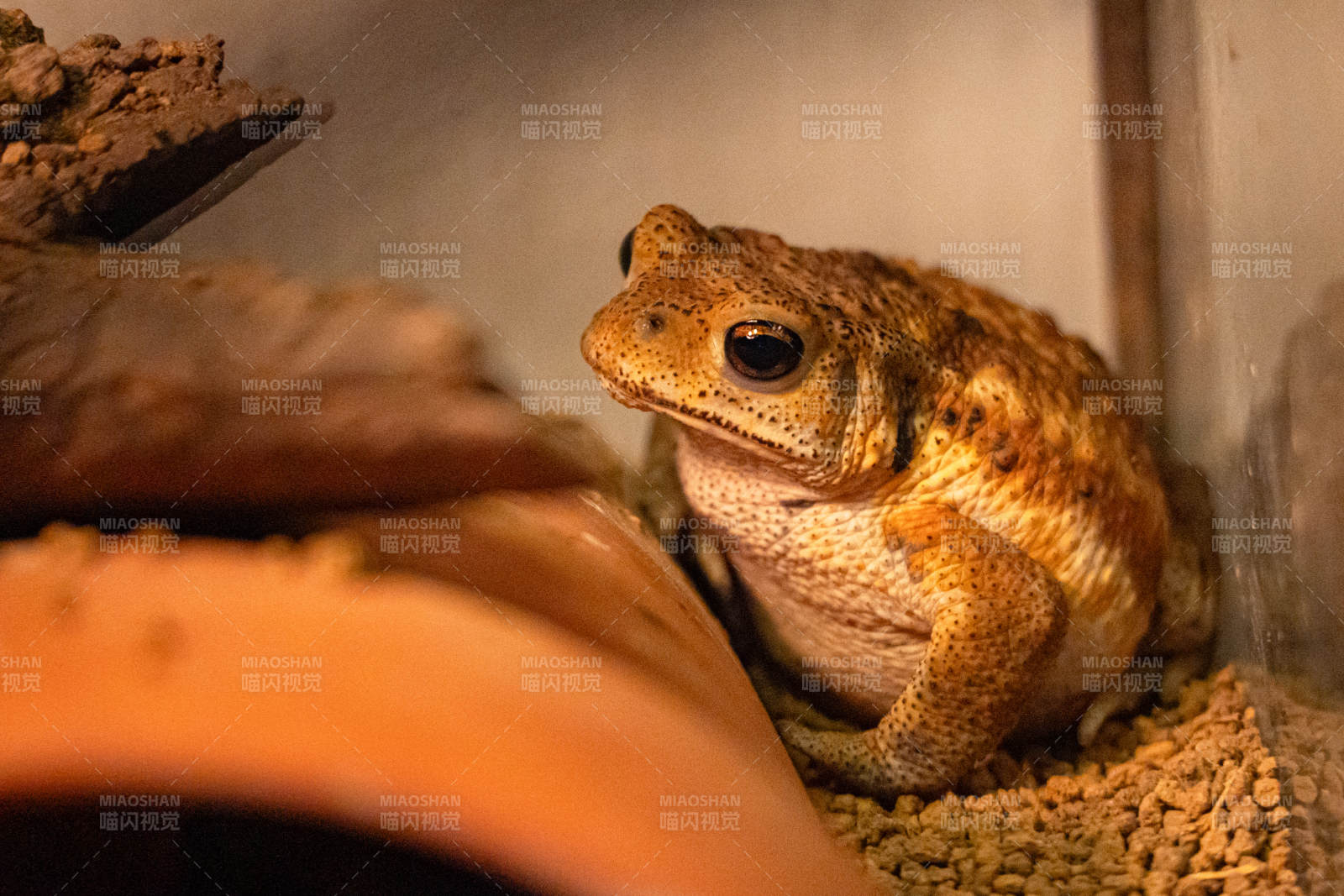 静谧角落中的蟾蜍图片