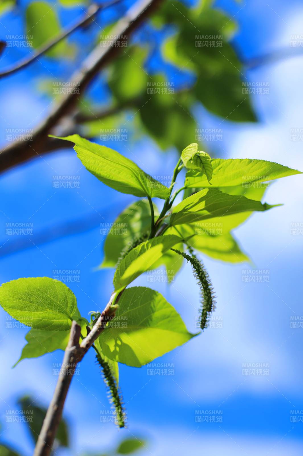 新绿枝头映蓝天图片