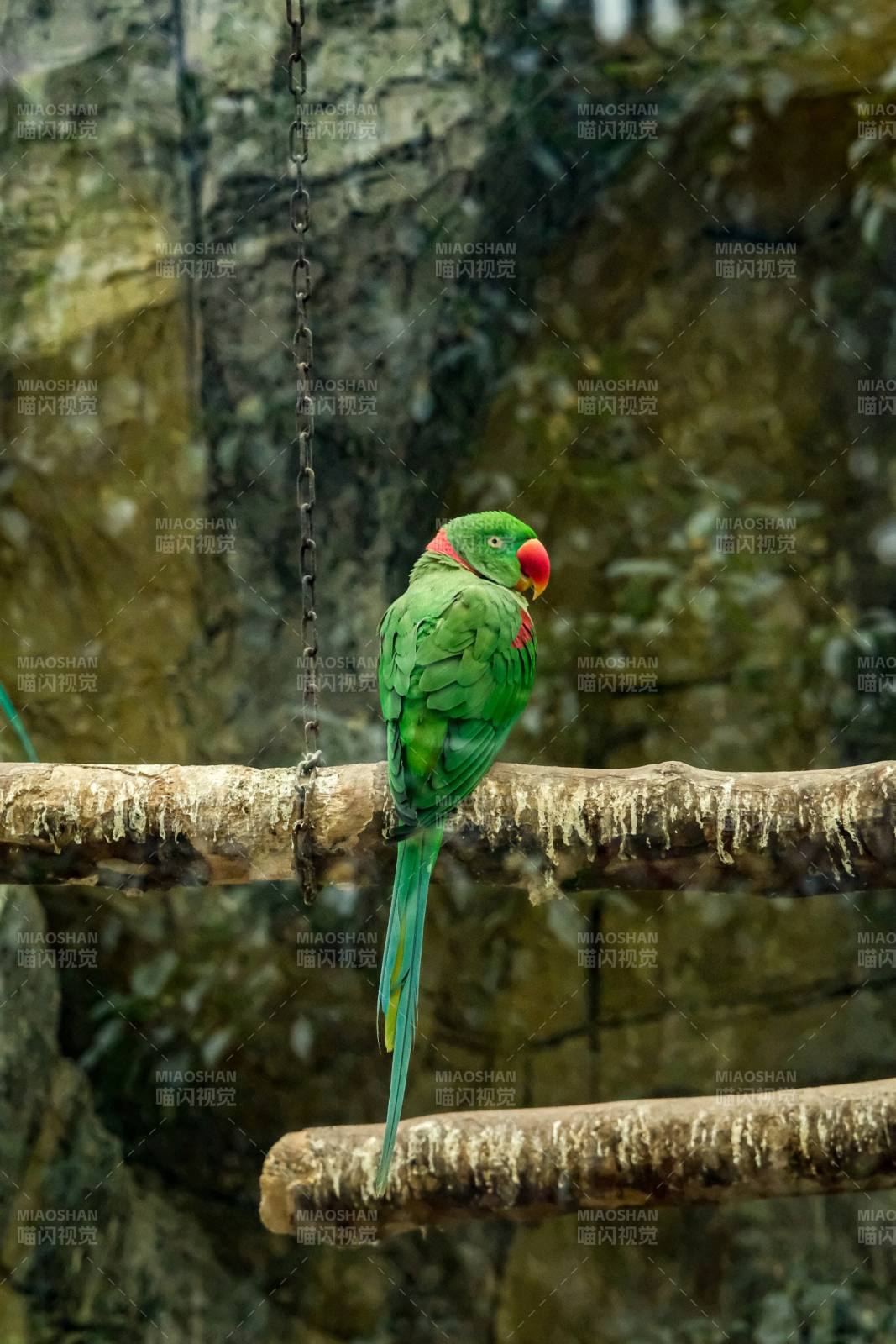 绿鹦鹉栖息于树枝上图片