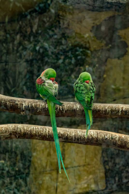 两只绿鹦鹉栖息枝头图片