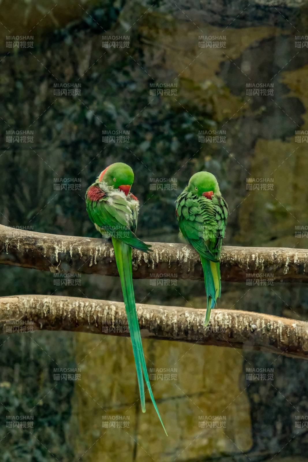两只绿鹦鹉栖息枝头图片