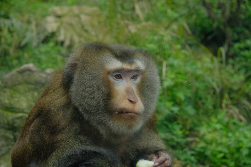 森林中的猴子在思考图片