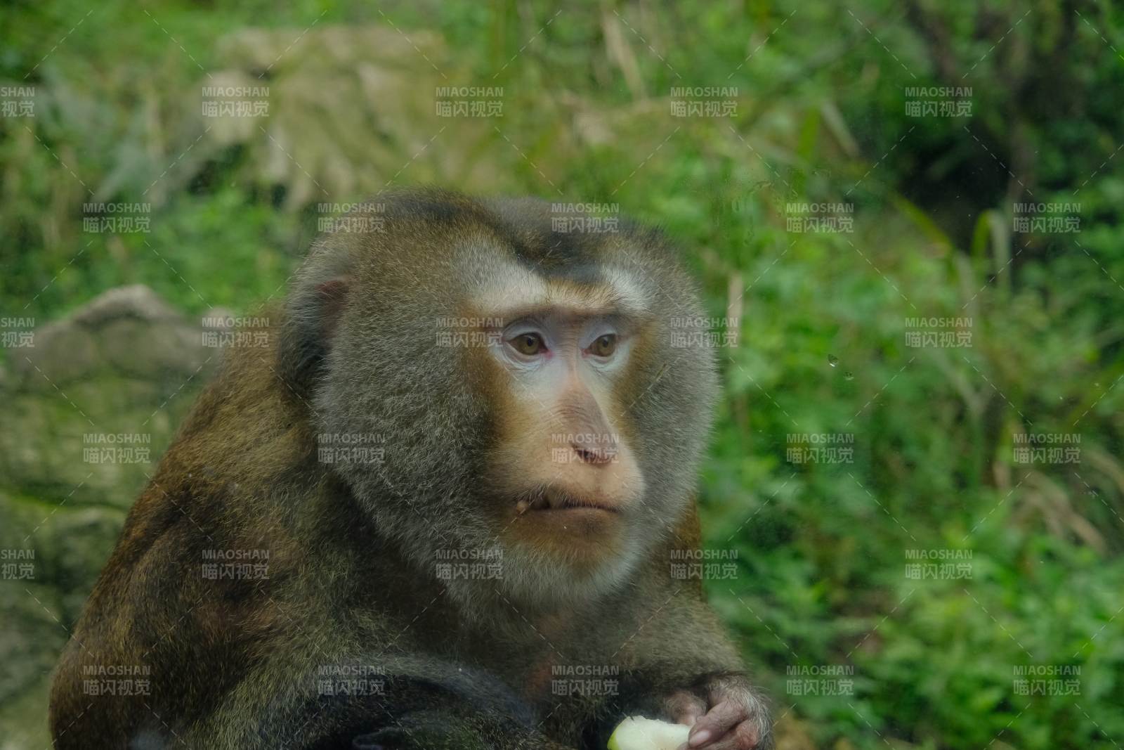 森林中的猴子在思考图片