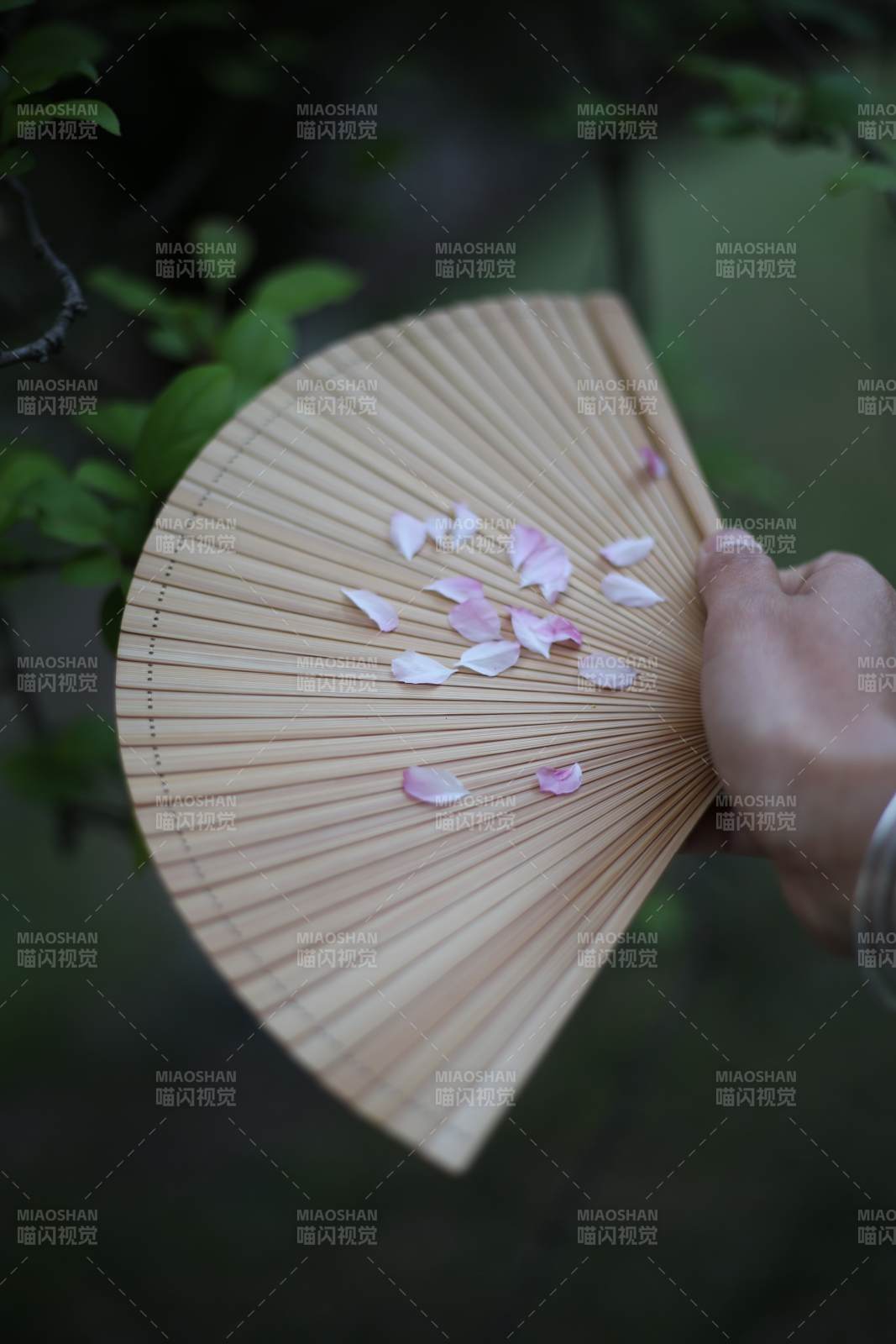 花瓣轻落竹扇间图片