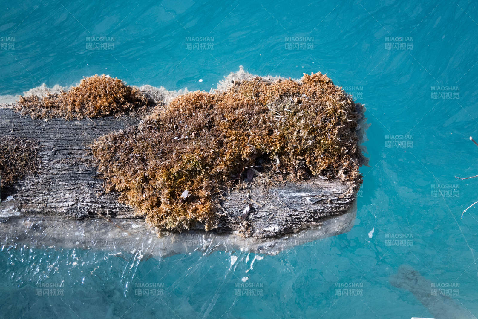 水中的苔藓覆盖木块图片