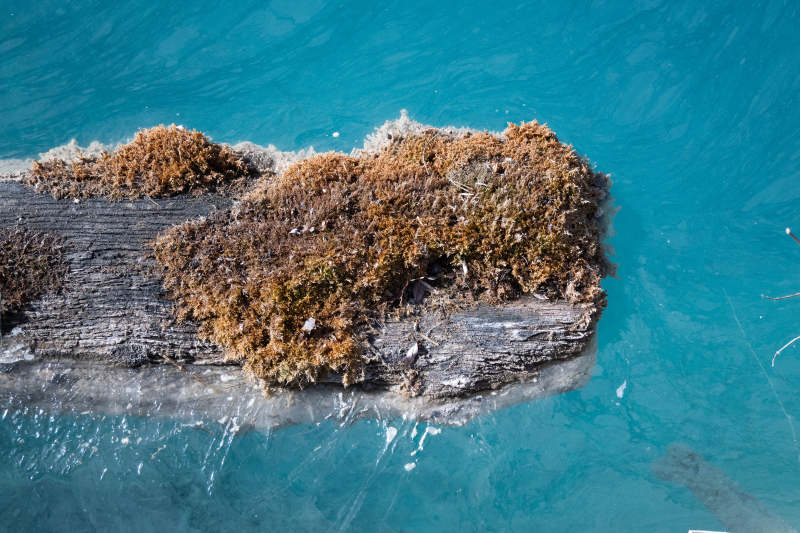 水中的苔藓覆盖木块图片