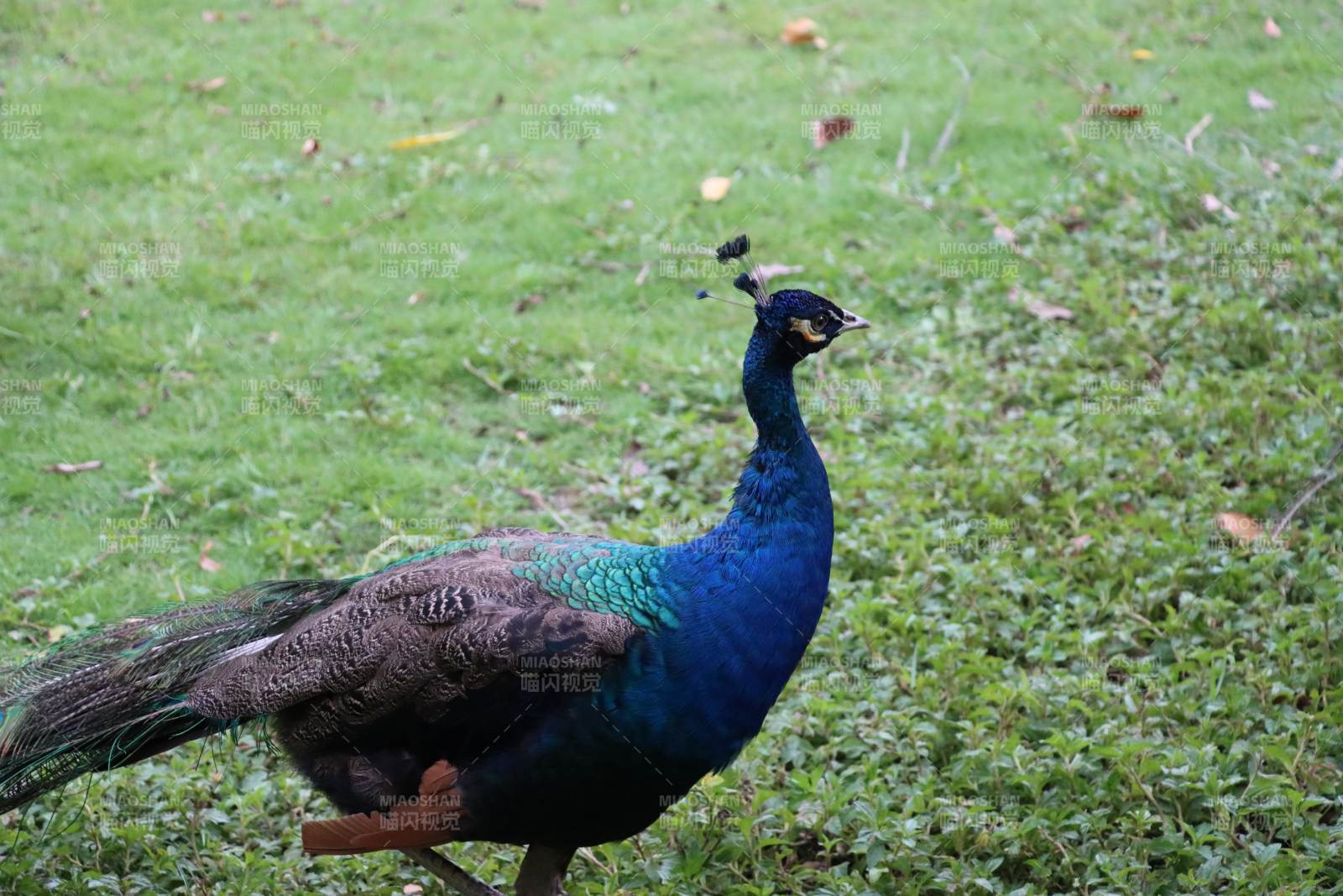 蓝孔雀在草地上漫步图片