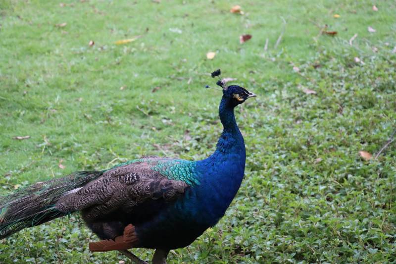 蓝孔雀在草地上漫步图片