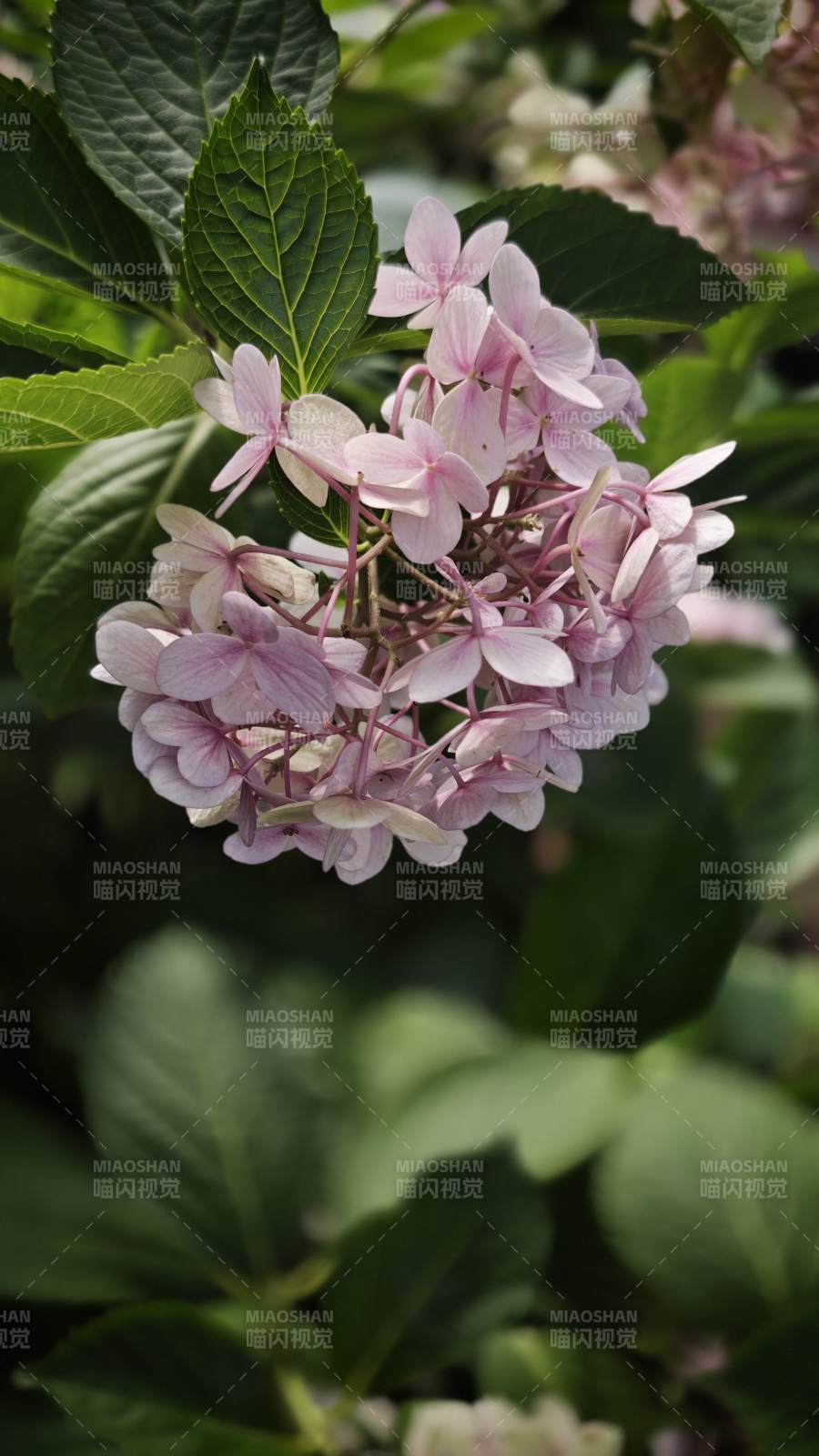 粉色绣球花绽放于绿叶间图片