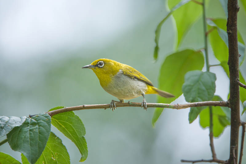 黄腹小鸟栖枝头图片