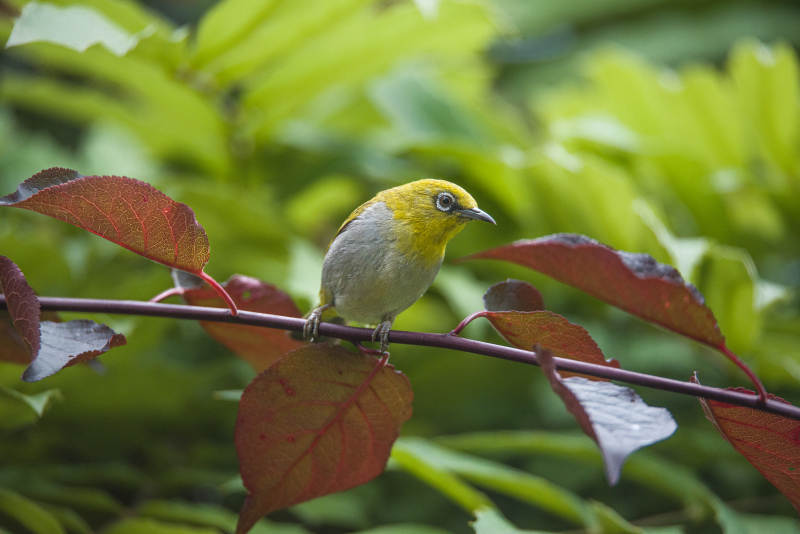 小鸟栖息在红绿相间的枝头图片