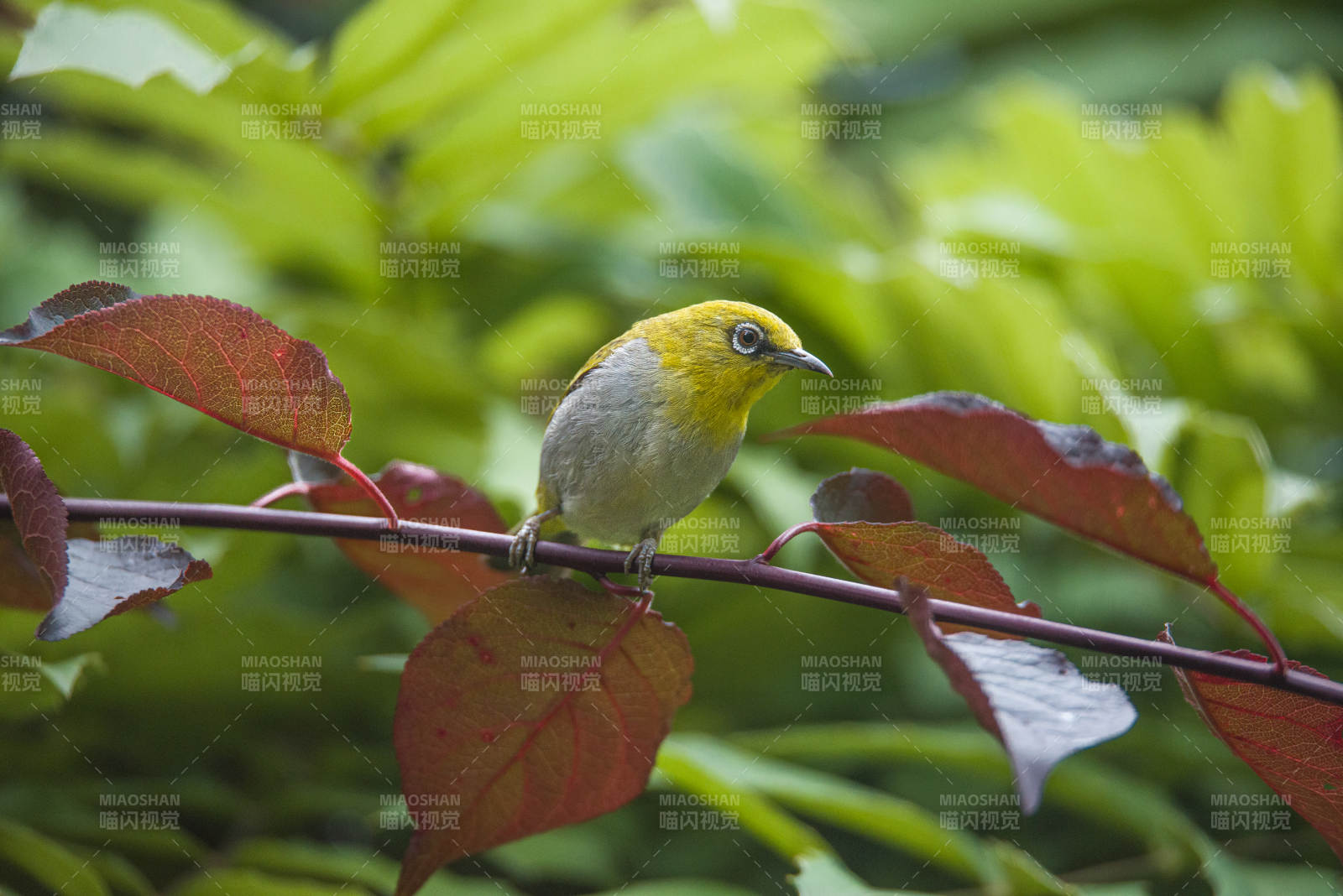 小鸟栖息在红绿相间的枝头图片