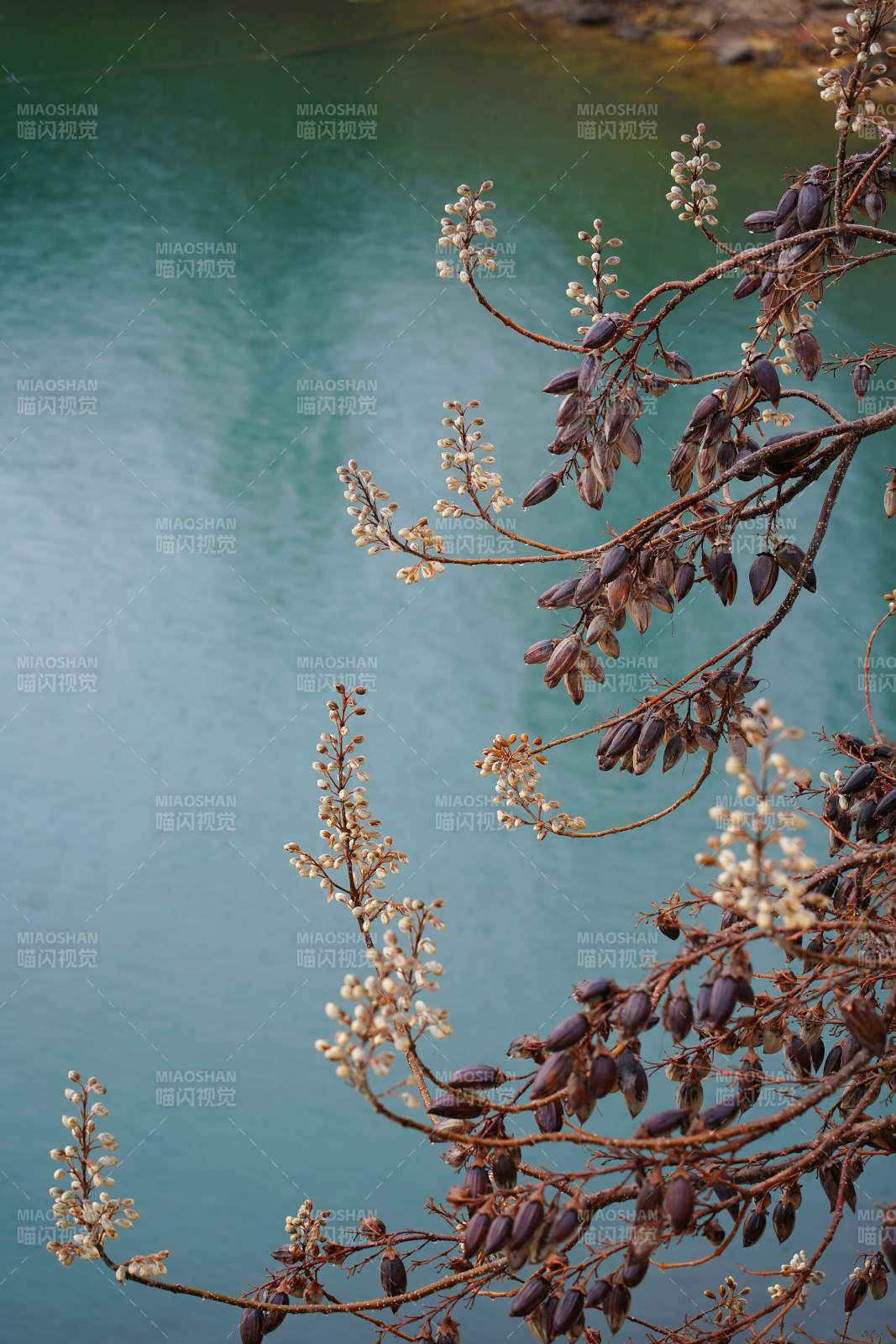 湖畔枝头 静谧时光图片