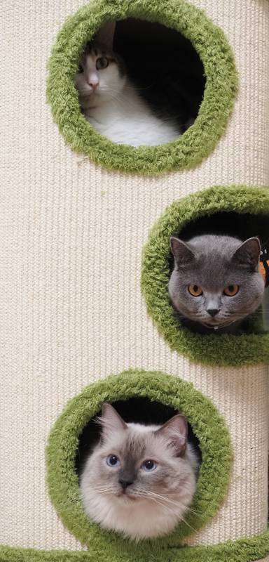 三只猫咪的温馨小窝图片