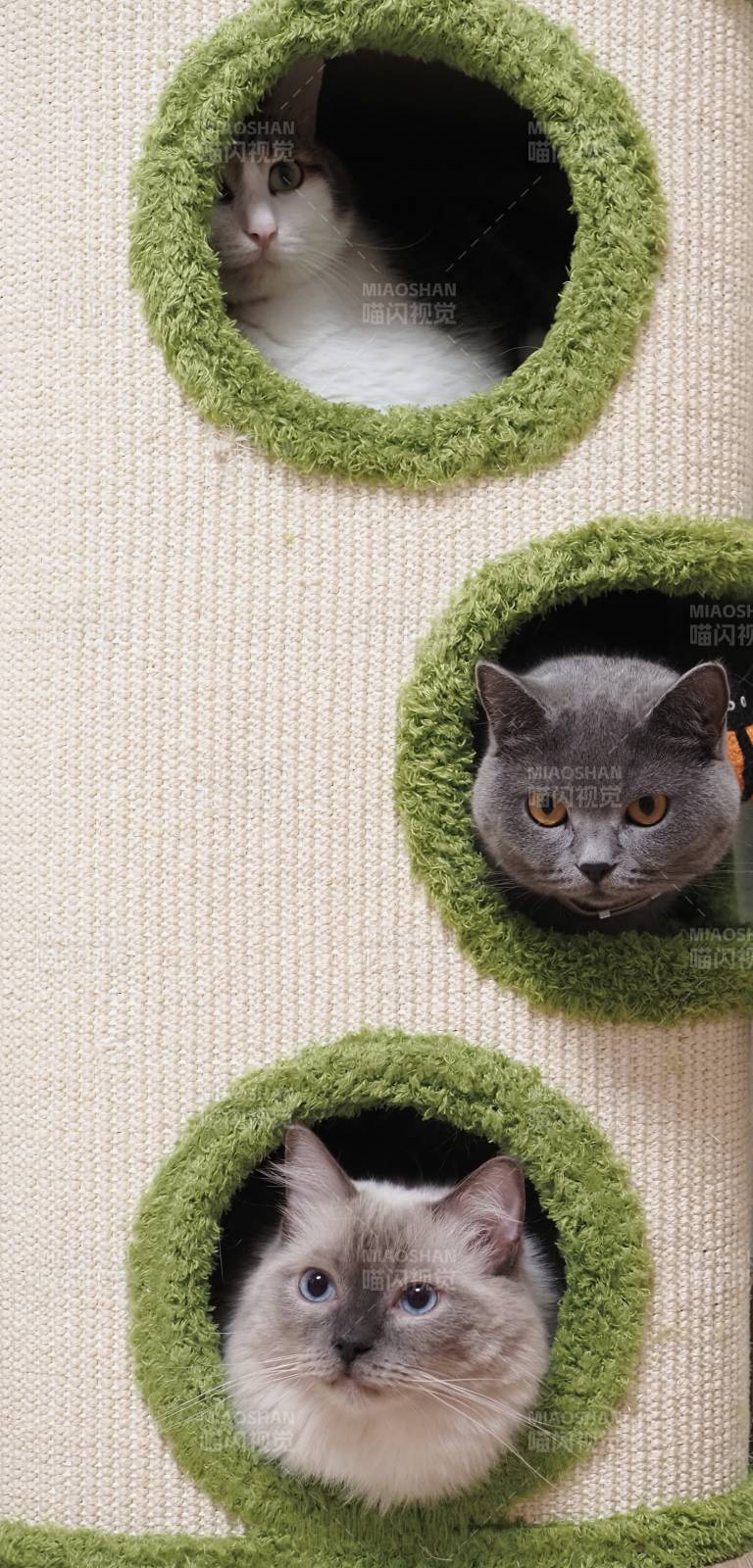 三只猫咪的温馨小窝图片