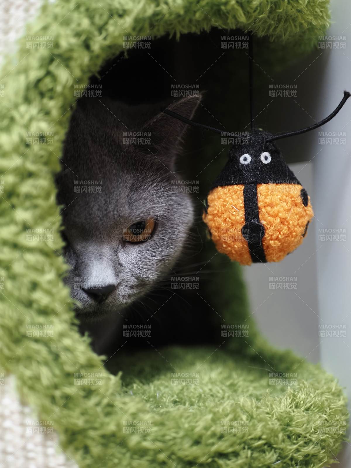 猫咪与毛线瓢虫的趣味时光图片