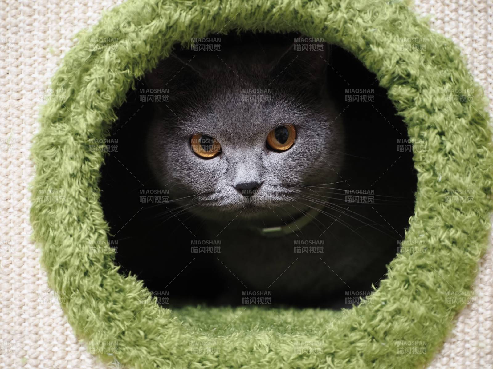 猫咪藏身绿色毛绒洞中图片