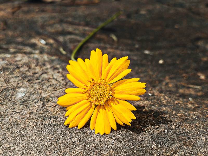 岩石上的黄色小花图片