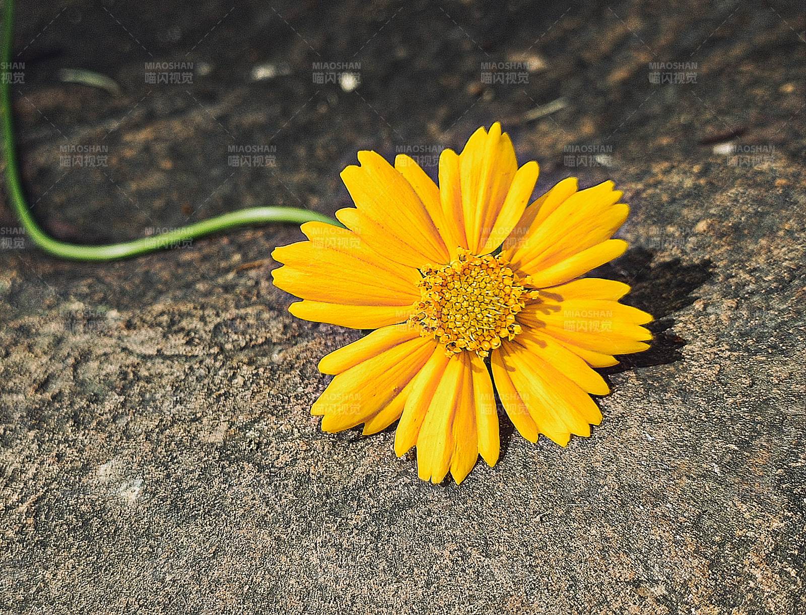 岩石上的黄色小花图片
