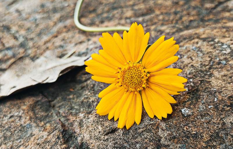 岩石上的黄色小花图片