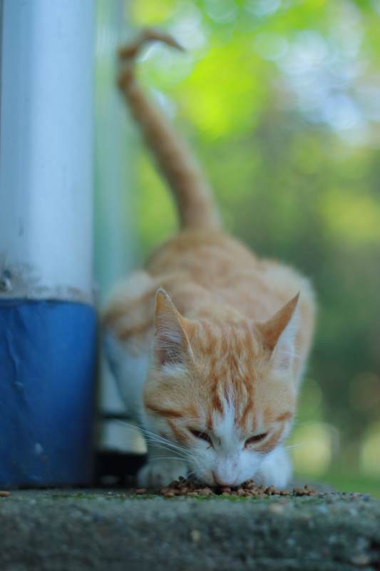 橘猫低头吃食 背景模糊图片