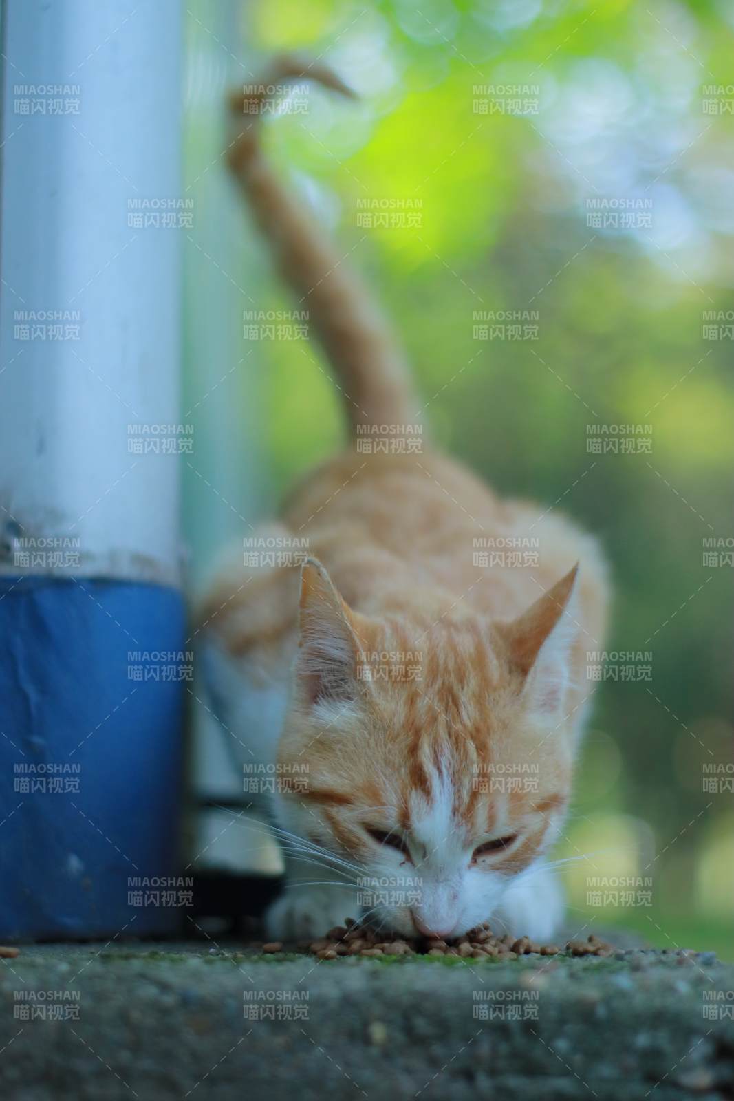 橘猫低头吃食 背景模糊图片
