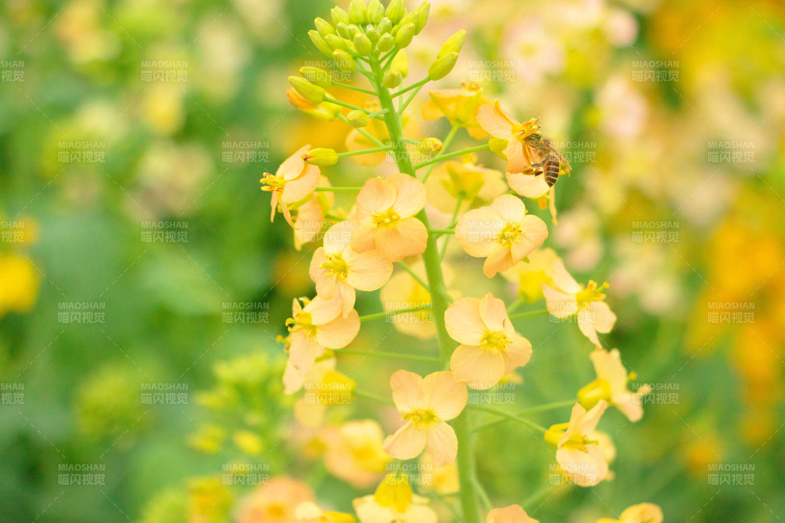 蜜蜂采蜜油菜花田图片