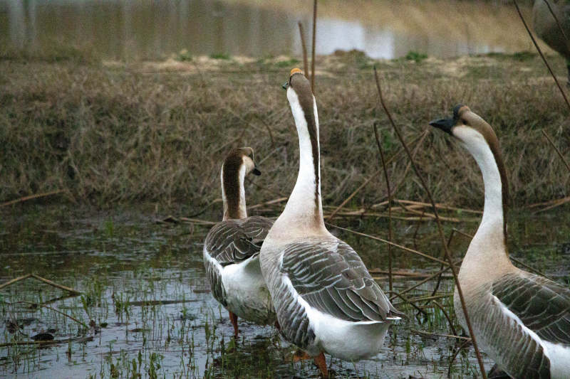 三只鹅在湿地中漫步图片